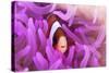 A Clark's Anemonefish Snuggles Amongst its Host's Tentacles-Stocktrek Images-Stretched Canvas