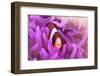 A Clark's Anemonefish Snuggles Amongst its Host's Tentacles-Stocktrek Images-Framed Photographic Print