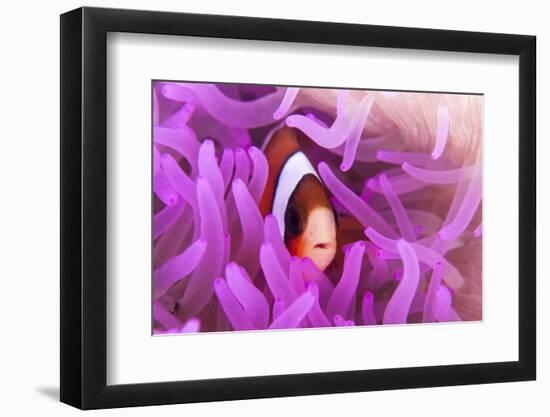 A Clark's Anemonefish Snuggles Amongst its Host's Tentacles-Stocktrek Images-Framed Photographic Print