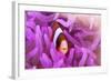 A Clark's Anemonefish Snuggles Amongst its Host's Tentacles-Stocktrek Images-Framed Photographic Print