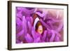 A Clark's Anemonefish Snuggles Amongst its Host's Tentacles-Stocktrek Images-Framed Photographic Print