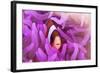 A Clark's Anemonefish Snuggles Amongst its Host's Tentacles-Stocktrek Images-Framed Photographic Print