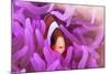 A Clark's Anemonefish Snuggles Amongst its Host's Tentacles-Stocktrek Images-Mounted Photographic Print