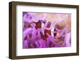 A Clark's Anemonefish Snuggles Amongst its Host's Tentacles-Stocktrek Images-Framed Photographic Print