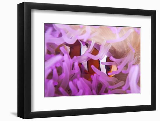 A Clark's Anemonefish Snuggles Amongst its Host's Tentacles-Stocktrek Images-Framed Photographic Print