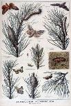 Harmful Insects: Butterflies and Moths That Damage Pine Trees, 1897-A Clement-Laminated Giclee Print