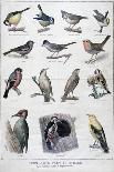 Useful Birds in Agriculture, 1896-A Clement-Giclee Print