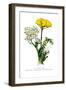 A. Clipeolata Achillea Lingulata Var Buglossis-H.g. Moon-Framed Art Print