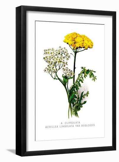 A. Clipeolata Achillea Lingulata Var Buglossis-H.g. Moon-Framed Art Print