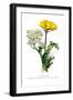 A. Clipeolata Achillea Lingulata Var Buglossis-H.g. Moon-Framed Art Print