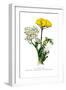 A. Clipeolata Achillea Lingulata Var Buglossis-H.g. Moon-Framed Art Print