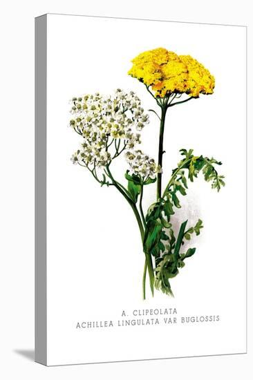 A. Clipeolata Achillea Lingulata Var Buglossis-H.g. Moon-Stretched Canvas