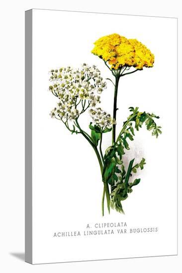 A. Clipeolata Achillea Lingulata Var Buglossis-H.g. Moon-Stretched Canvas