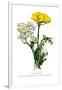 A. Clipeolata Achillea Lingulata Var Buglossis-H.g. Moon-Framed Art Print