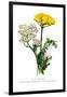 A. Clipeolata Achillea Lingulata Var Buglossis-H.g. Moon-Framed Art Print