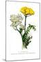 A. Clipeolata Achillea Lingulata Var Buglossis-H.g. Moon-Mounted Art Print