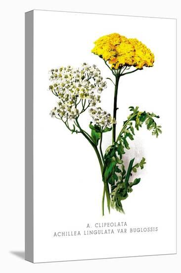 A. Clipeolata Achillea Lingulata Var Buglossis-H.g. Moon-Stretched Canvas