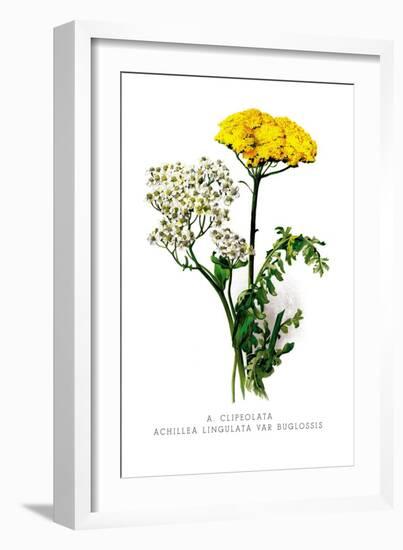 A. Clipeolata Achillea Lingulata Var Buglossis-H.g. Moon-Framed Art Print