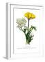 A. Clipeolata Achillea Lingulata Var Buglossis-H.g. Moon-Framed Art Print