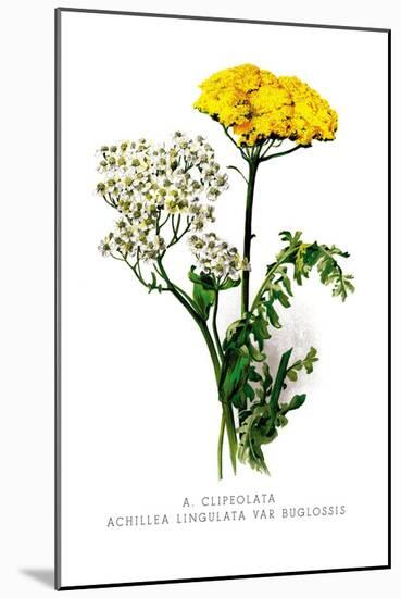 A. Clipeolata Achillea Lingulata Var Buglossis-H.g. Moon-Mounted Art Print