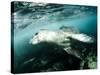 A Close Encounter with a Leopard Seal, Astrolabe Island, Antarctica-null-Stretched Canvas