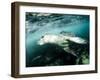 A Close Encounter with a Leopard Seal, Astrolabe Island, Antarctica-null-Framed Photographic Print