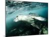 A Close Encounter with a Leopard Seal, Astrolabe Island, Antarctica-null-Mounted Photographic Print