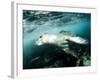 A Close Encounter with a Leopard Seal, Astrolabe Island, Antarctica-null-Framed Photographic Print