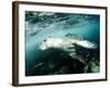 A Close Encounter with a Leopard Seal, Astrolabe Island, Antarctica-null-Framed Photographic Print