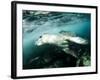 A Close Encounter with a Leopard Seal, Astrolabe Island, Antarctica-null-Framed Photographic Print