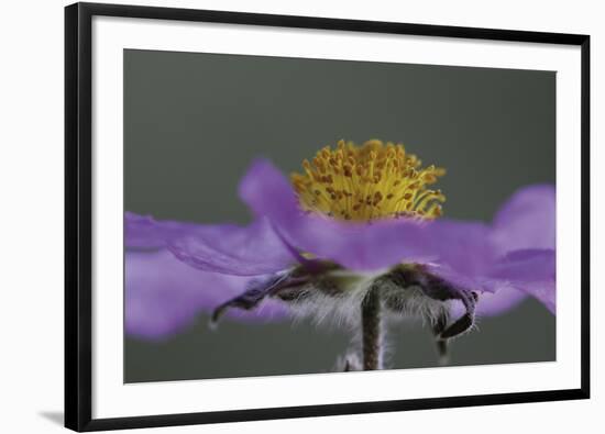 A Close Inspection-Wild Wonders of Europe-Framed Giclee Print
