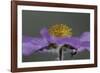 A Close Inspection-Wild Wonders of Europe-Framed Giclee Print