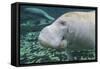 A Close-Up Head Profile of a Manatee in Fanning Springs State Park, Florida-Stocktrek Images-Framed Stretched Canvas