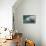 A Close-Up Head Profile of a Manatee in Fanning Springs State Park, Florida-Stocktrek Images-Stretched Canvas displayed on a wall