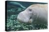 A Close-Up Head Profile of a Manatee in Fanning Springs State Park, Florida-Stocktrek Images-Stretched Canvas