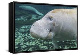 A Close-Up Head Profile of a Manatee in Fanning Springs State Park, Florida-Stocktrek Images-Framed Stretched Canvas