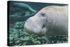 A Close-Up Head Profile of a Manatee in Fanning Springs State Park, Florida-Stocktrek Images-Stretched Canvas