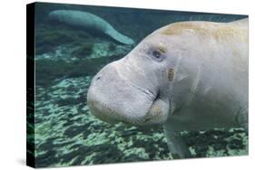 A Close-Up Head Profile of a Manatee in Fanning Springs State Park, Florida-Stocktrek Images-Stretched Canvas