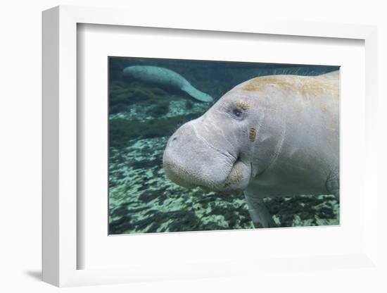 A Close-Up Head Profile of a Manatee in Fanning Springs State Park, Florida-Stocktrek Images-Framed Photographic Print