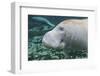 A Close-Up Head Profile of a Manatee in Fanning Springs State Park, Florida-Stocktrek Images-Framed Photographic Print