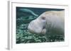 A Close-Up Head Profile of a Manatee in Fanning Springs State Park, Florida-Stocktrek Images-Framed Photographic Print