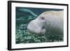 A Close-Up Head Profile of a Manatee in Fanning Springs State Park, Florida-Stocktrek Images-Framed Photographic Print