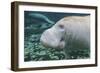 A Close-Up Head Profile of a Manatee in Fanning Springs State Park, Florida-Stocktrek Images-Framed Photographic Print