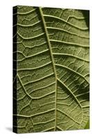 A close up image of a leaf of a wild plant. Lawachara, Sylhet, Bangladesh. June 29, 2008. (photo)-null-Stretched Canvas