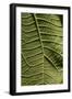 A close up image of a leaf of a wild plant. Lawachara, Sylhet, Bangladesh. June 29, 2008. (photo)-null-Framed Photographic Print