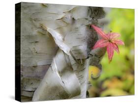 A Close-Up of a Birch Tree in a Birch Forest.-Julianne Eggers-Stretched Canvas