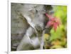 A Close-Up of a Birch Tree in a Birch Forest.-Julianne Eggers-Framed Photographic Print