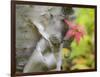 A Close-Up of a Birch Tree in a Birch Forest.-Julianne Eggers-Framed Photographic Print