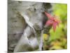 A Close-Up of a Birch Tree in a Birch Forest.-Julianne Eggers-Mounted Photographic Print