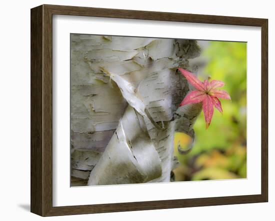 A Close-Up of a Birch Tree in a Birch Forest.-Julianne Eggers-Framed Photographic Print